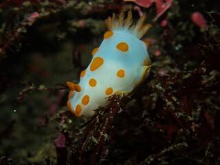 Beautiful nudibranch, Gymnodoris impudica in Hokkawa