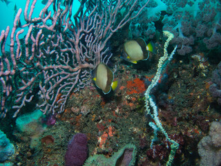 Pair of  Black lion butterflyfish in Hokkawa