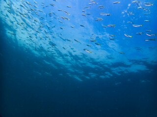 School of Yellowstriped butterfish in Hokkawa
