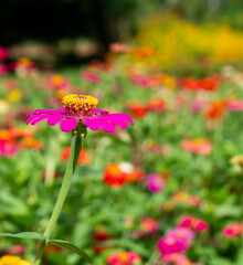 A colorful butterfly is catching a beautiful flower.