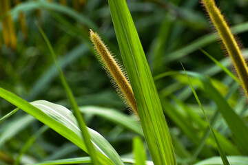 grasshopper on grass