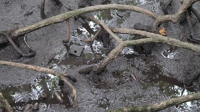 mangrove tree, mangrove forest, forest at the river estuary with shell and rain drops, top view, wet mud environment footage, Rhizophora mucronata Poir or Red Mangrove