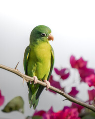 Brotogeris jugularis