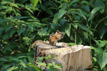 Chipmunk Eating, Gold Bar Park, Edmonton, Alberta