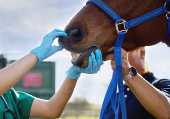 Vet, hand and horse with mouth outdoor for dental examination, teeth hygiene and gum health of...