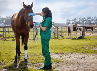 Horse, vet and stroke on farm for health, examination and leg injury of stallion at ranch....