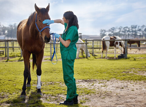 Horse, vet and stroke on farm for health, examination and leg injury of stallion at ranch. Appointment, animal or woman doctor in countryside for check up, inspection or consultation for pet wellness - Powered by Adobe