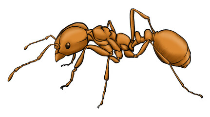 Illustration drawings of red ant on transparent background