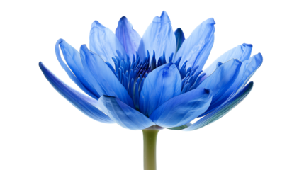 one blue lotus flower isolated on transparent background 