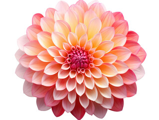 Fototapeta premium A vibrant dahlia flower showcasing a blend of pink and orange petals, perfect for adding color to any design.