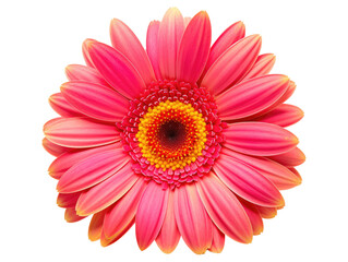 A vibrant pink flower showcasing intricate petals and a striking center, perfect for nature-themed designs and decorations.