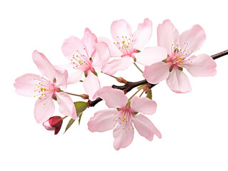 Naklejka premium Delicate pink cherry blossom flowers with green buds, symbolizing renewal and beauty in springtime.