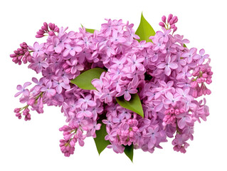 Obraz premium A beautiful bunch of lilac flowers with lush green leaves, perfect for spring and floral-themed designs.