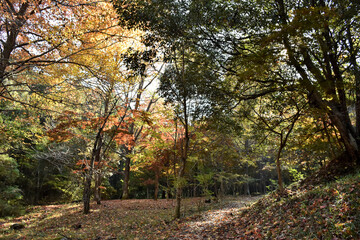 Fototapeta premium 鮮やかに色ずいたモミジ、秋の景色