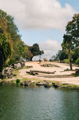 Deer are coming to drink water at the pond in Auckland Zoo, New Zealand.