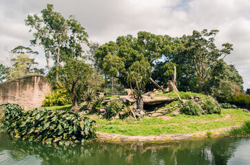 two female lions are in Auckland zoo with a good environment.