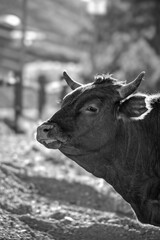 Black and white silly funny side eye portrait of a cow 