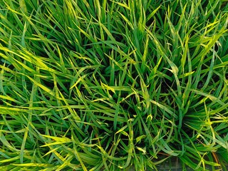 Top view of close up rice field background