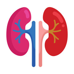illustration of left and right kidney on white
