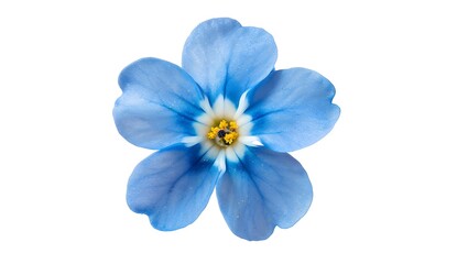 A bright blue forget-me-not flower on a clean white background.

