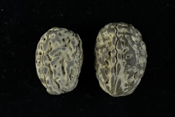  Small seed nut looking like a human brain structure seed found on tropical beach