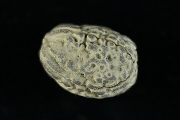  Small seed nut looking like a human brain structure seed found on tropical beach