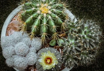 Yellow flower of Astrophytum asterias (Kabuto cactus) with Ferocactus echidne, Mammillaria longimamma and Mammillaria Plumosa on dark background. Beautiful cactus in different shapes and colors.