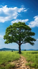 Fototapeta premium a tree in a field with a cloud in the sky 