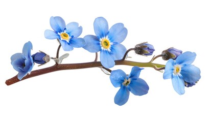 A bright blue forget-me-not flower on a clean white background.

