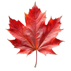 Red maple leaf isolated on transparent background