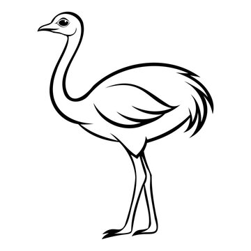 recommend clip art: Ostrich outline line art drawing vector illustration