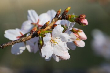 White cherry blossoms with green blurred background in Japan