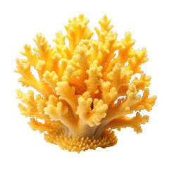 Yellow coral isolated on transparent background