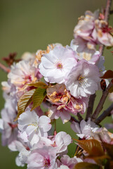 Pink cherry sakura flowers in nature in spring.