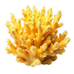 Yellow coral isolated on transparent background