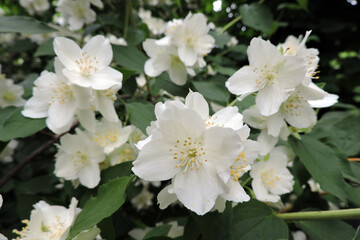 White  English dogwood flowers and green leaves in close-up