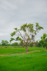 Field of rice and rainy sky nature landscape.