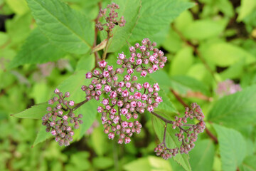 A close-up of rose-pink Japanese spiraea opening buds and green leaves