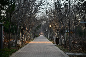 Obraz premium path in the park