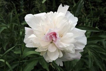A white and pink peony flower in close-up