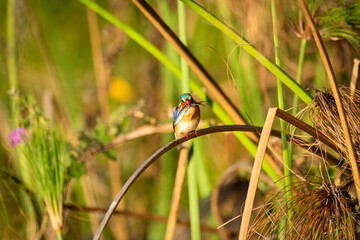 malachite kingfisher, This kingfisher has blue upperparts but has black banding with pale blue or greenish-blue on its forehead