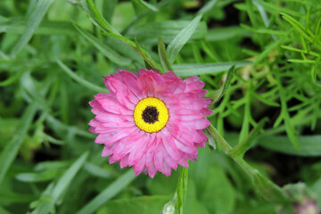 Obraz premium A pink golden everlasting flower in close-up, green leaves in the background