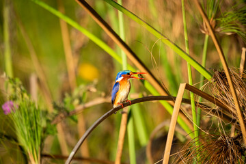 malachite kingfisher, This kingfisher has blue upperparts but has black banding with pale blue or greenish-blue on its forehead