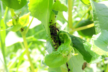 Black bean aphids and black ants on buckwheat stem and leaves