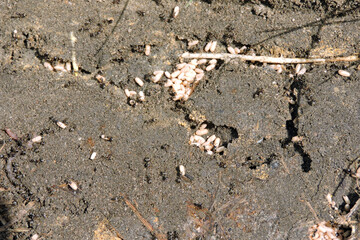 Black garden ants in a nest trying to carry eggs and larvae through its tunnels