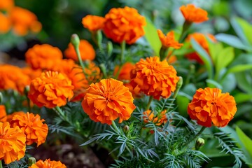 An arrangement of orange marigolds in a garden, symbolizing warmth and happiness in friendships.