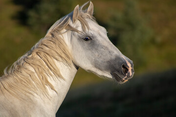 white horse portrait