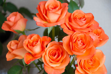 トロピカルアマゾン