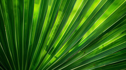 Obraz premium palm leaf texture natural tropical green leaf close up
