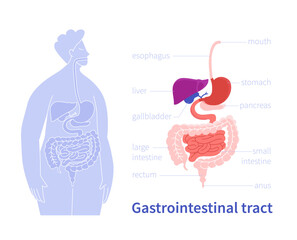 Vector graphic of the human gastrointestinal tract